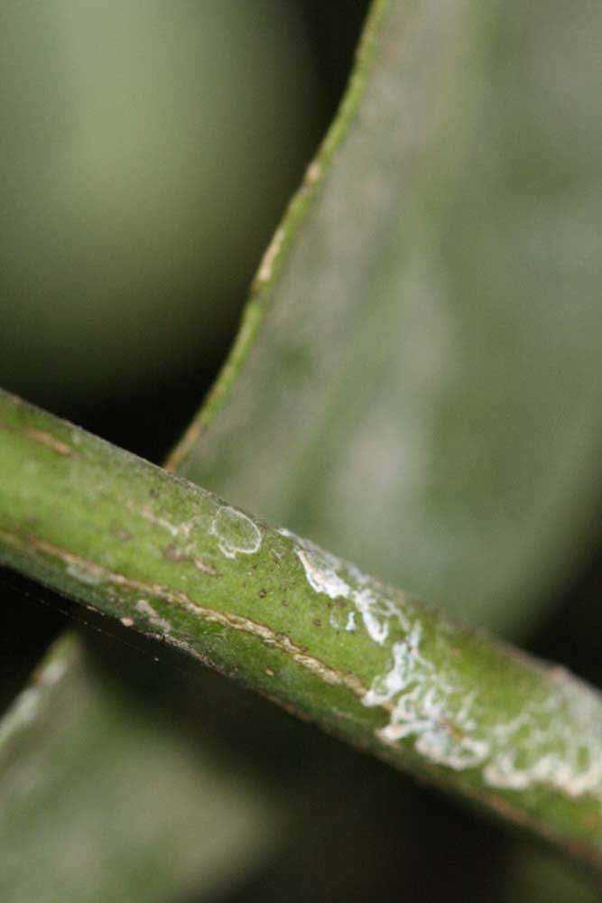            First year twig (Riverside, CA)   